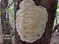 Neoantrodia serialis-amf30